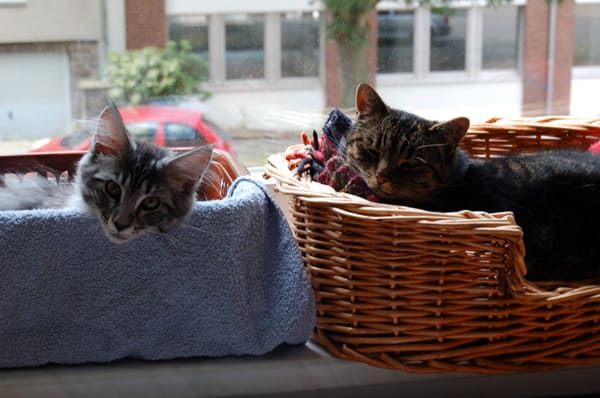 Gizmo und Findus