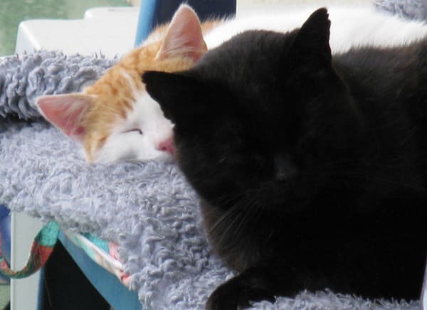 Blacky und Freund