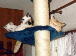 Kira, Nicky und Red Tequila