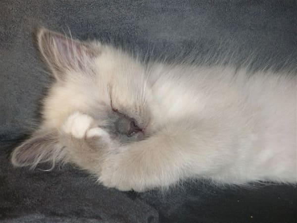 Kitten Mia
