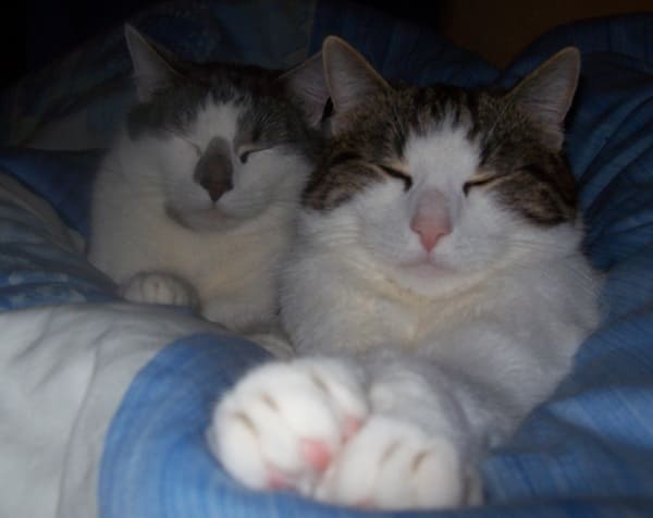 Sammy und Casper
