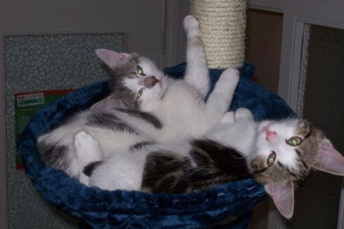 Sammy und Casper