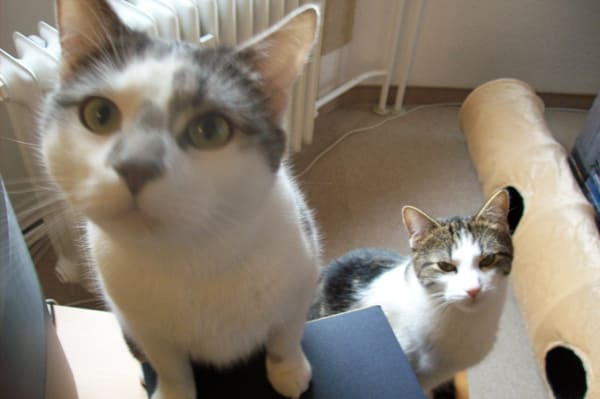 Sammy und Casper