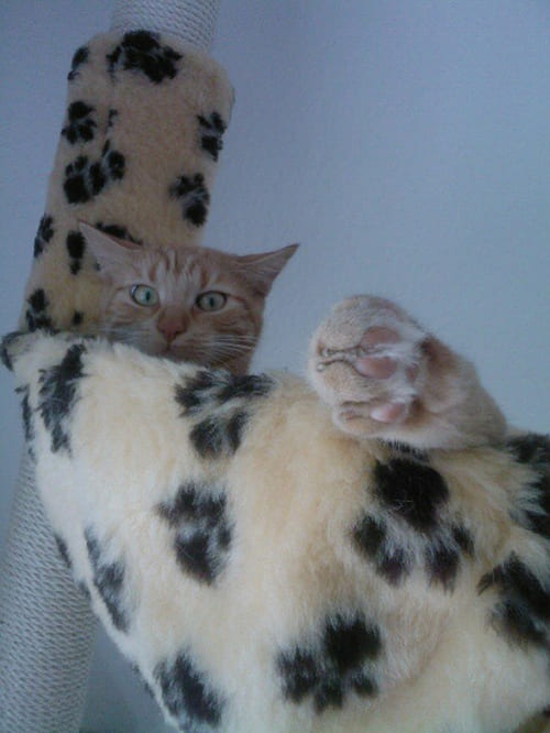 Spencer