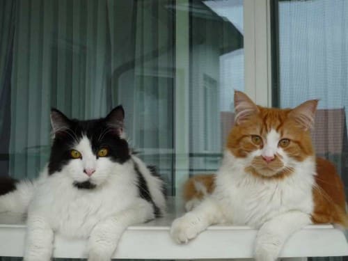 Thor und Odin