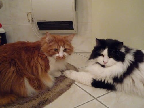 Thor und Odin
