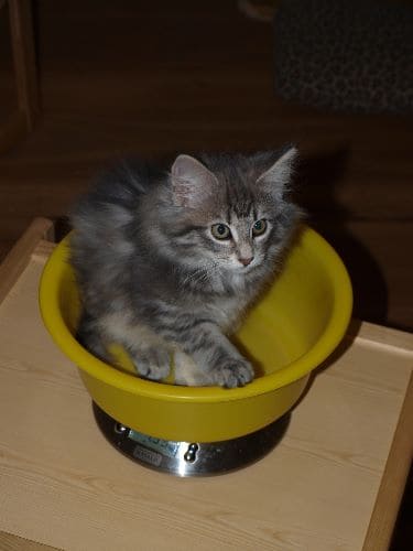 Finnja