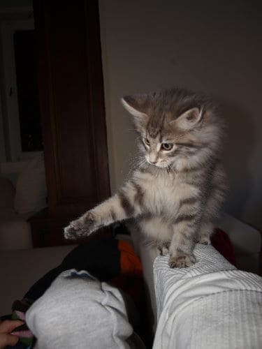 Finnja