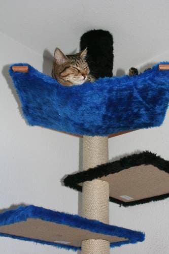 Tiger Sammy
