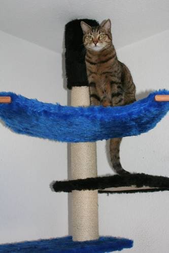 Tiger Sammy