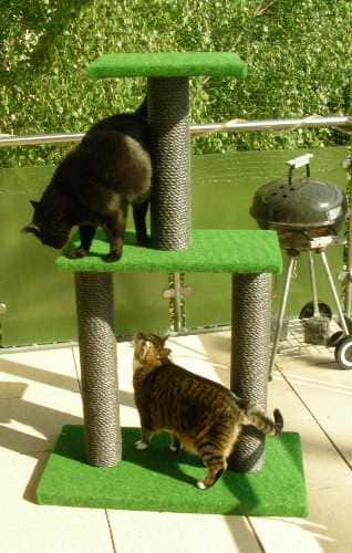 Dschingis und Katze