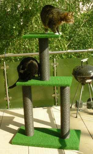 Dschingis und Katze