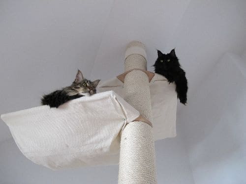 Cleo und Tiger