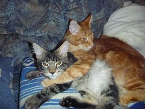 Conner und Damon