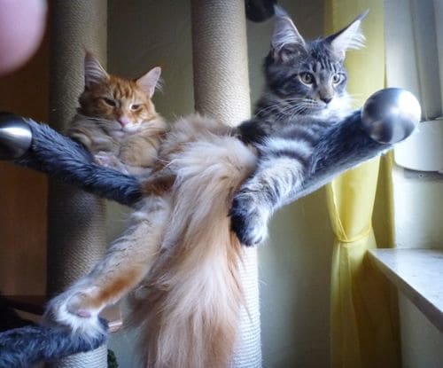 Conner und Damon