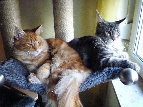 Conner und Damon