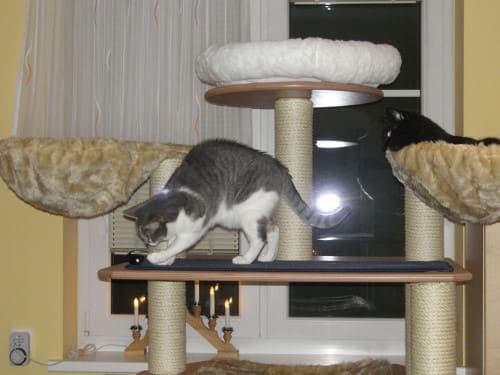 Jimmy und Tinka