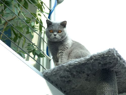 Nero und Othello