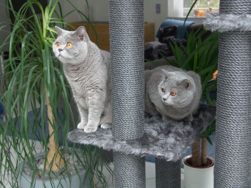 Nero und Othello