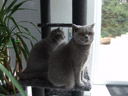 Nero und Othello