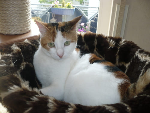 Eliah, Specki, Gira, Lucy und Penny Eliah, Specki, Gira, Lucy und Penny