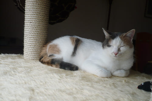 Eliah, Specki, Gira, Lucy und Penny Eliah, Specki, Gira, Lucy und Penny