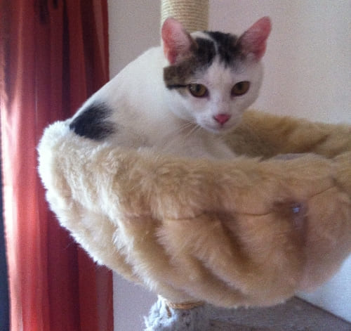 Schnuggi
