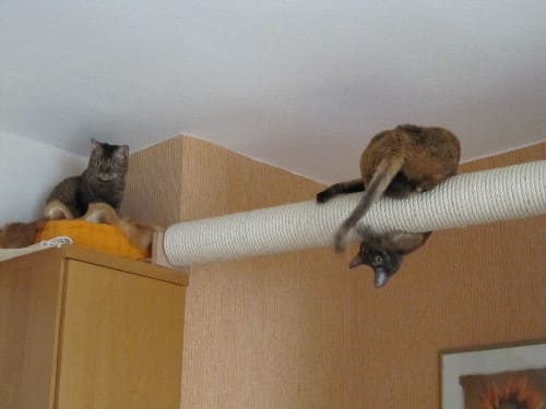 Abbey und Vinni