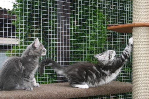 Lennox und Luna