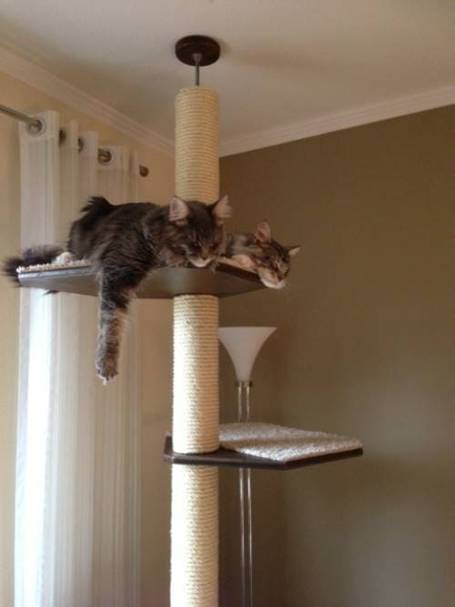 Lennox und Luna