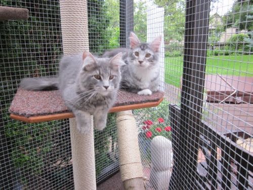 Lennox und Luna