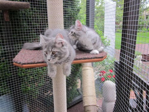 Lennox und Luna
