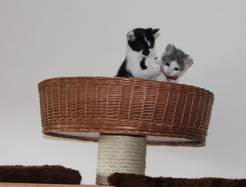 Bageheera und Nala