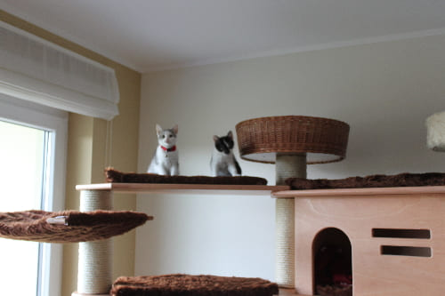 Bageheera und Nala