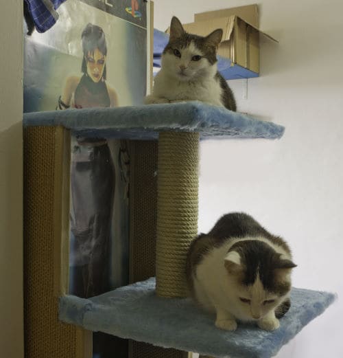Goku und Chici