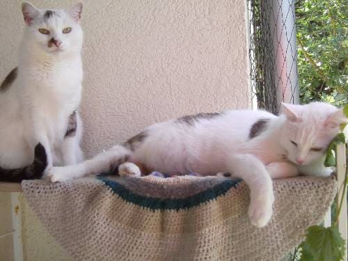 Balou und Kimba