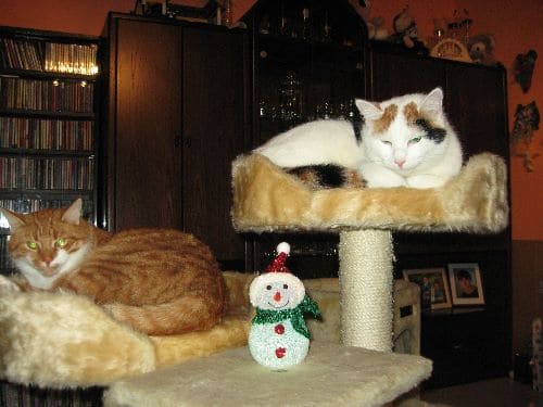 Sylvester und Luna
