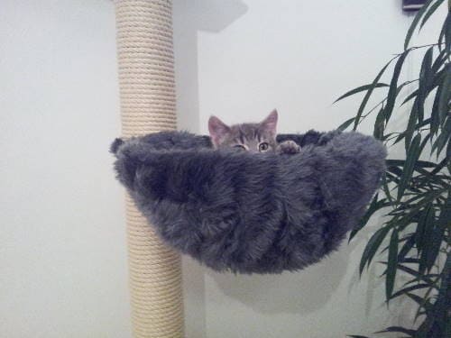 Ying und Yang