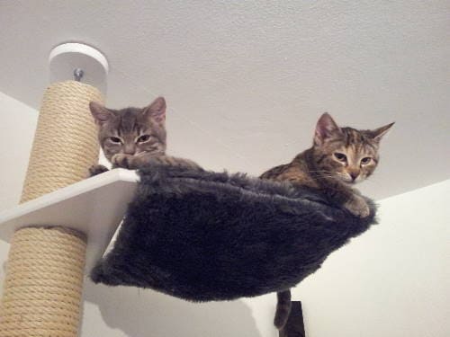 Ying und Yang