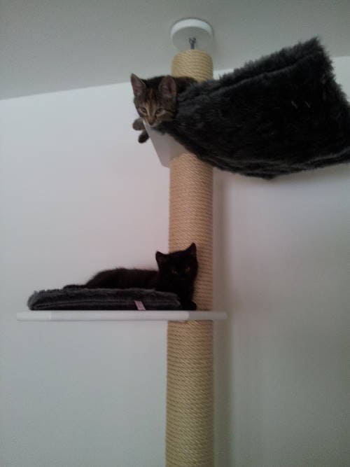 Ying und Yang