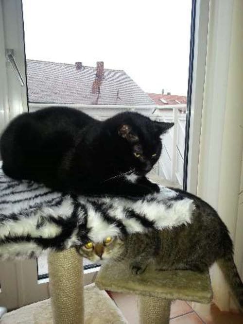 Eddie und Szusi