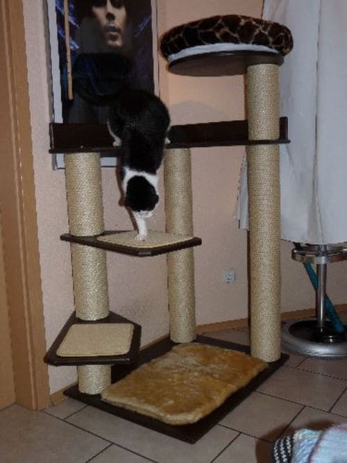 Bolle, Balou und Lucas