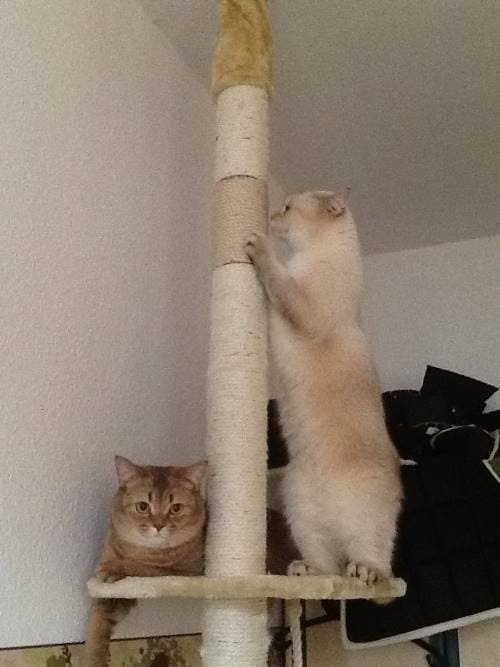 Teddy und Bär
