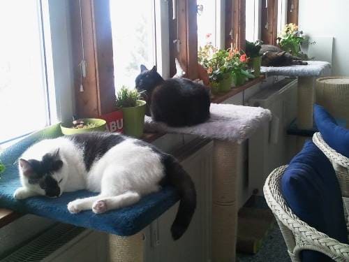 Timmi Merle und Dora