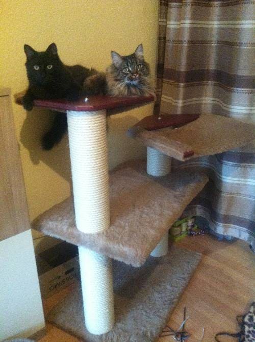 Marley und Bloomfort