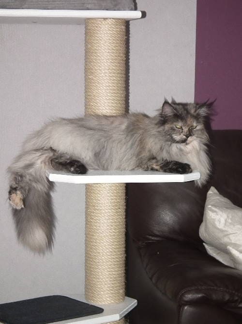 Loona