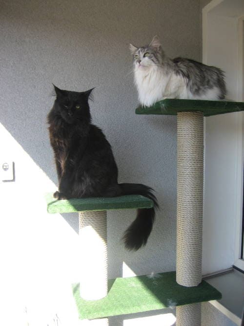 Teiko Frodo Ronja und Jule