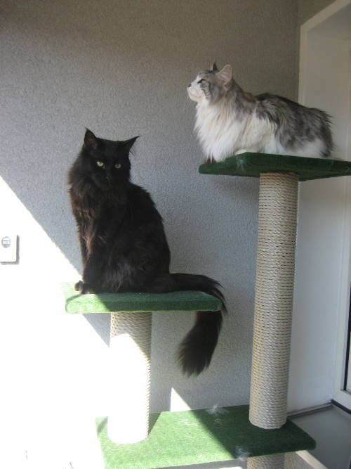 Teiko Frodo Ronja und Jule