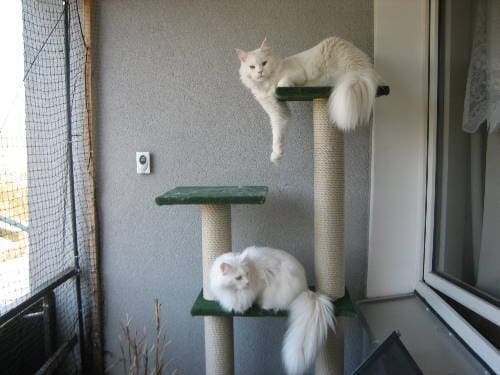 Teiko Frodo Ronja und Jule