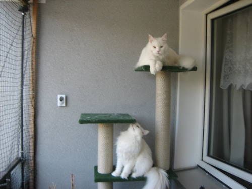 Teiko Frodo Ronja und Jule